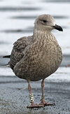 1cy argenteus in November, ringed in Belgium. (25637 bytes)
